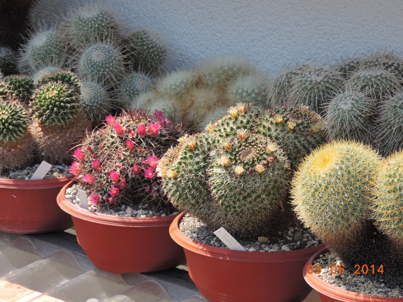 Cacti and Sukkulent in Köln, every day new flowers in the greenhouse Part 99 Bild_519