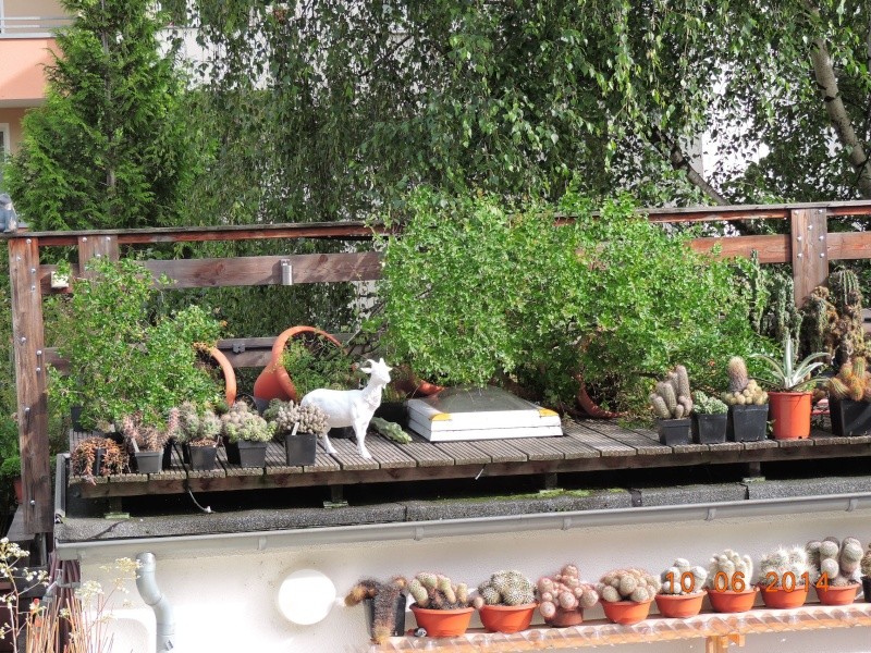 Cacti and Sukkulent in Köln, every day new flowers in the greenhouse Part 99 Bild_524