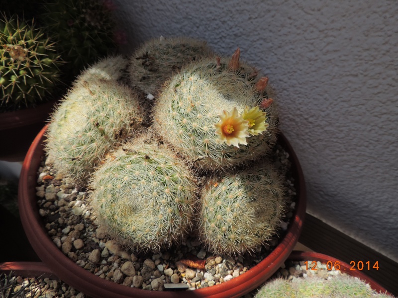Cacti and Sukkulent in Köln, every day new flowers in the greenhouse Part 100 Bild_570