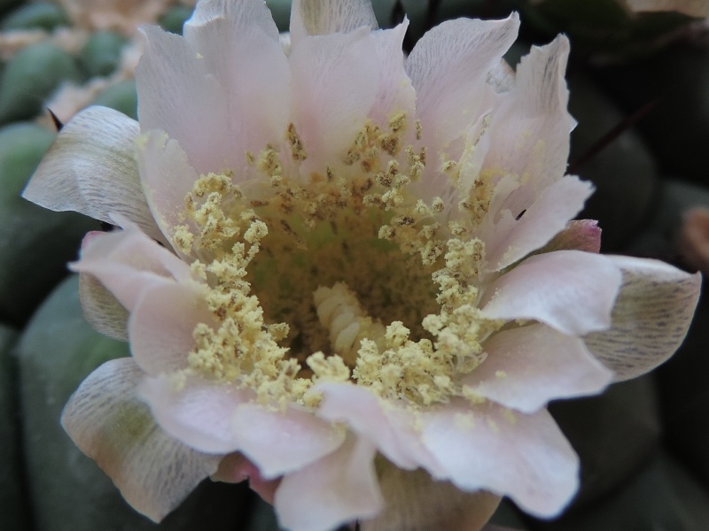 Cacti and Sukkulent in Köln, every day new flowers in the greenhouse Part 100 Bild_578