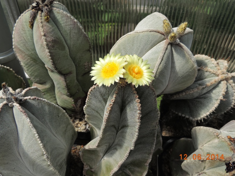 Cacti and Sukkulent in Köln, every day new flowers in the greenhouse Part 100 Bild_608