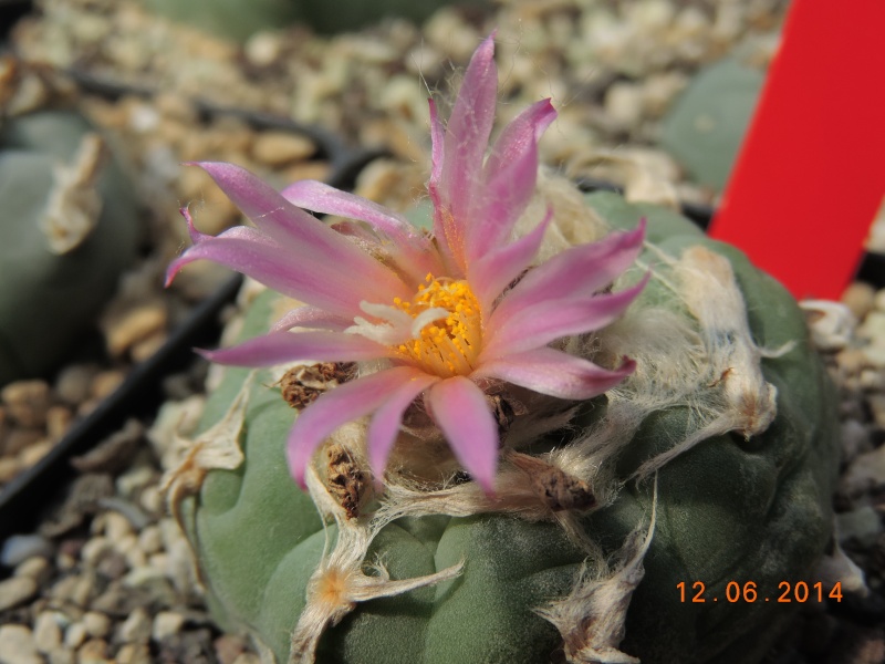 Cacti and Sukkulent in Köln, every day new flowers in the greenhouse Part 100 Bild_619