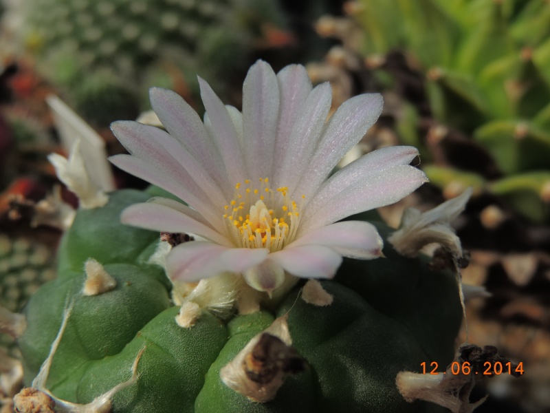 Cacti and Sukkulent in Köln, every day new flowers in the greenhouse Part 100 Bild_620