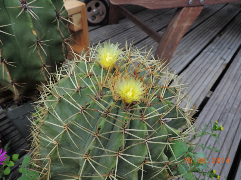 Cacti and Sukkulent in Köln, every day new flowers in the greenhouse Part 100 Bild_633