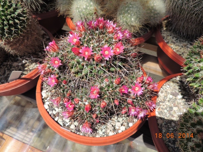 Cacti and Sukkulent in Köln, every day new flowers in the greenhouse Part 101 Bild_660