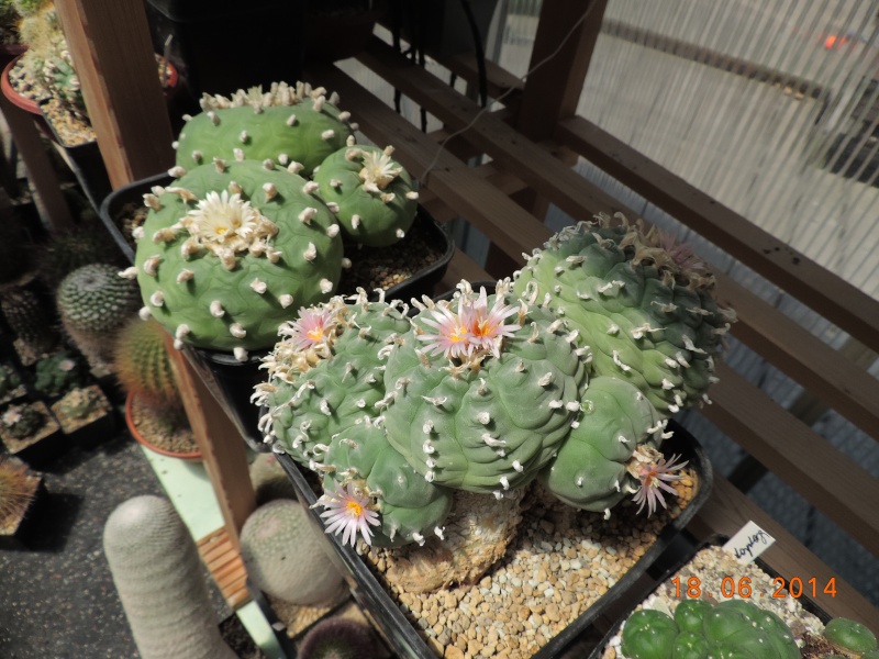 Cacti and Sukkulent in Köln, every day new flowers in the greenhouse Part 101 Bild_682