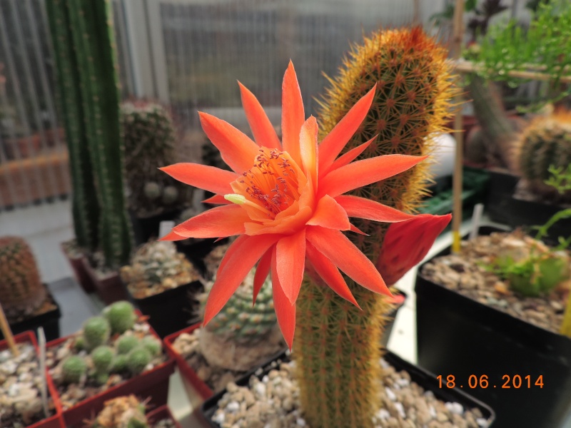 Cacti and Sukkulent in Köln, every day new flowers in the greenhouse Part 101 Bild_684