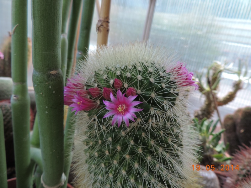 Cacti and Sukkulent in Köln, every day new flowers in the greenhouse Part 95 Bild_772