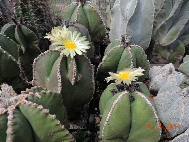 Cacti and Sukkulent in Köln, every day new flowers in the greenhouse Part 95 Bild_785