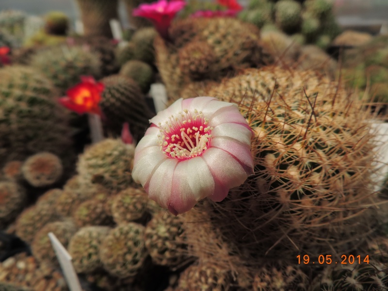 Cacti and Sukkulent in Köln, every day new flowers in the greenhouse Part 95 Bild_794