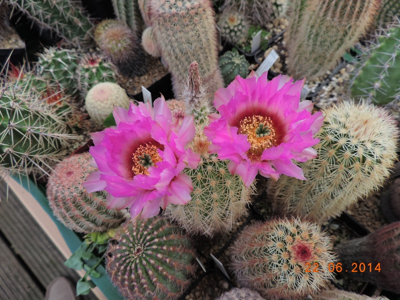 Cacti and Sukkulent in Köln, every day new flowers in the greenhouse Part 101 Bild_847