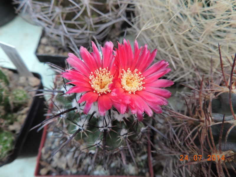 Cacti and Sukkulent in Köln, every day new flowers in the greenhouse Part 102 Bild_870