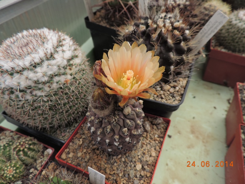 Cacti and Sukkulent in Köln, every day new flowers in the greenhouse Part 102 Bild_893