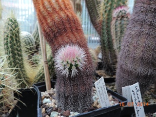 Cacti and Sukkulent in Köln, every day new flowers in the greenhouse Part 102 Bild_914