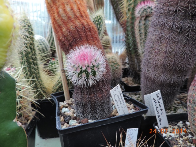 Cacti and Sukkulent in Köln, every day new flowers in the greenhouse Part 102 Bild_920