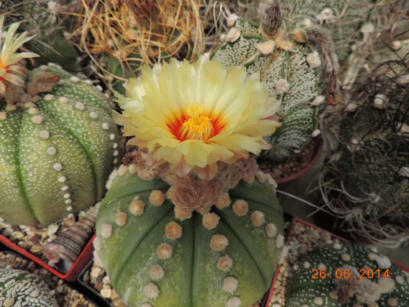 Cacti and Sukkulent in Köln, every day new flowers in the greenhouse Part 102 Bild_954