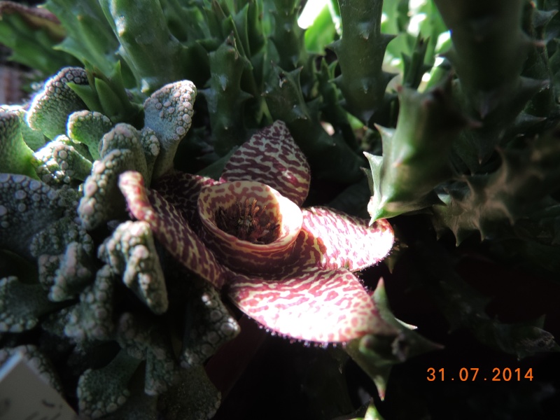 Cacti and Sukkulent in Köln, every day new flowers in the greenhouse Part 102 Bild_978