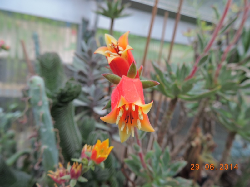 Cacti and Sukkulent in Köln, every day new flowers in the greenhouse Part 99 Dscn8014