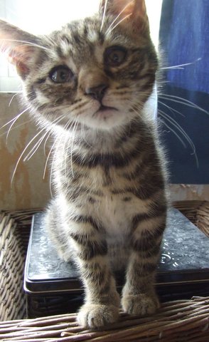 GI, chaton tigré, né fin avril 2014 Dscf8115