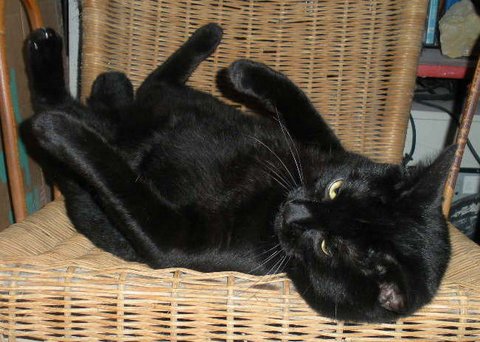 Saphyr / Bigoudi chaton noir, né début septembre 2011 - Page 3 Dscn5316