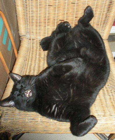 Saphyr / Bigoudi chaton noir, né début septembre 2011 - Page 3 Dscn5413