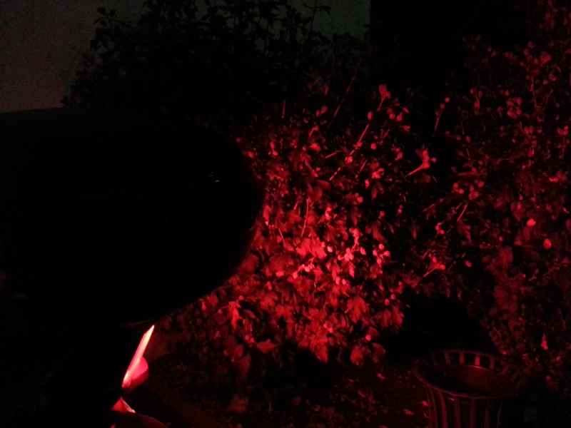 CR ampoule Led Cree feux arrière 20141042