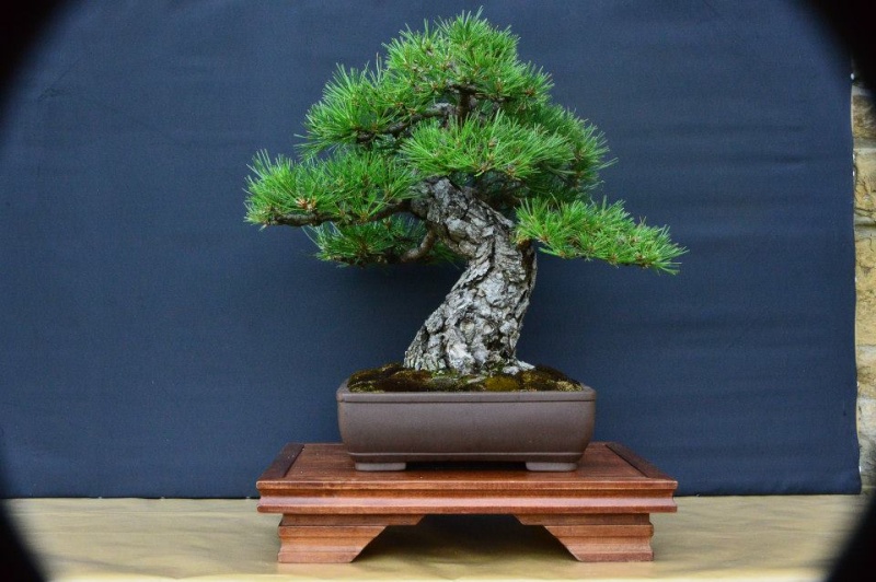 TROFEO BONSAI E SUISEKI CITTA' DI POPPI  2014 10407510