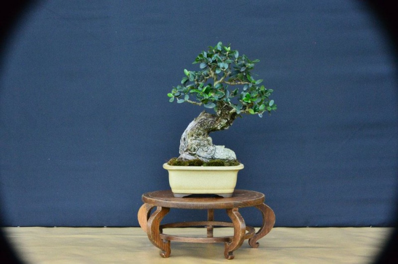 TROFEO BONSAI E SUISEKI CITTA' DI POPPI  2014 10436610