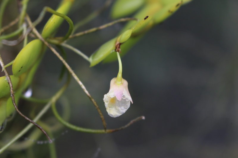 Dendrobium nathanielis Img_0713