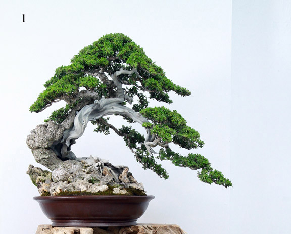 Bonsai Judging 110