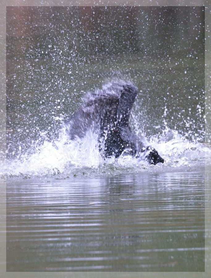 Quelques oiseaux entre parcs et collines 2014-249