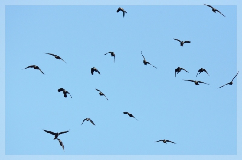 Quelques oiseaux entre parcs et collines 2014-256