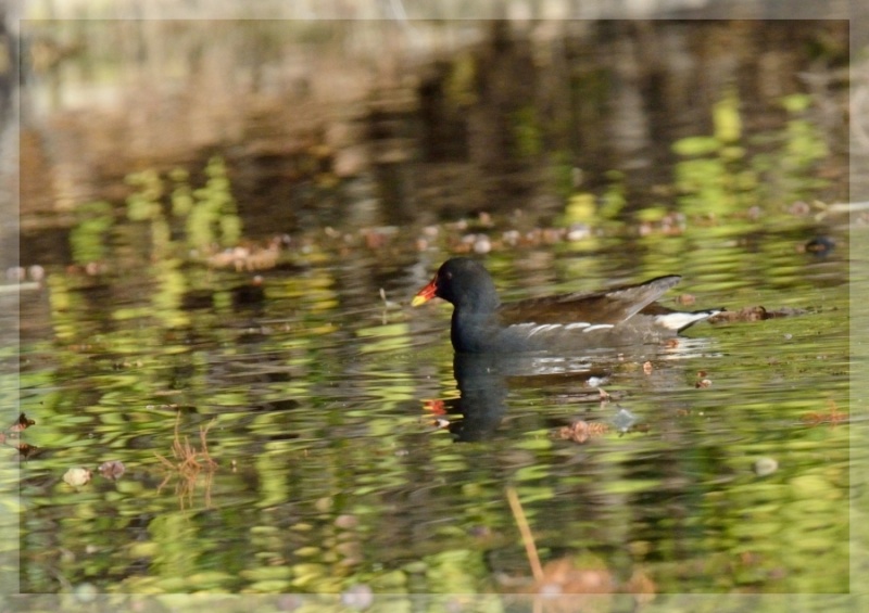 Quelques oiseaux entre parcs et collines 2014-261