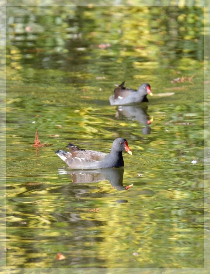 Quelques oiseaux entre parcs et collines 2014-266