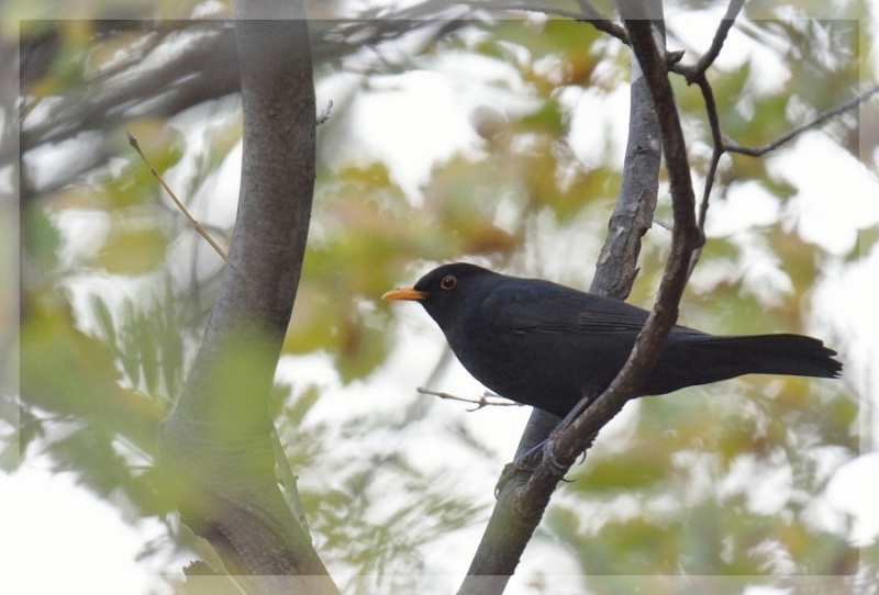 Quelques oiseaux entre parcs et collines 2014-272