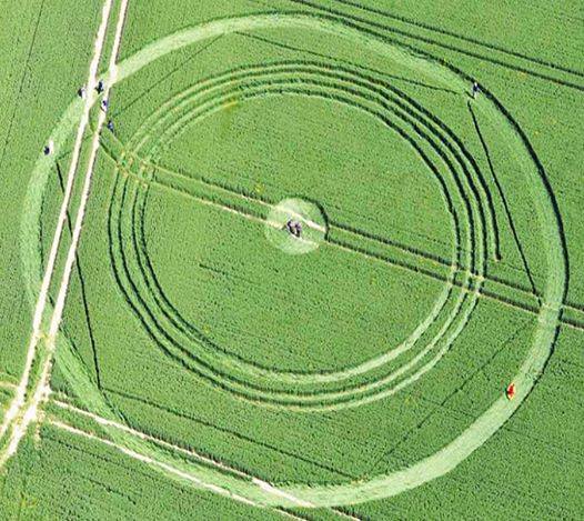 crop circles 2014 - Page 2 10259910