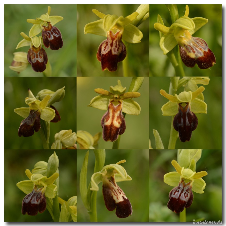 Ophrys aranifera × forestieri Mos_ar10