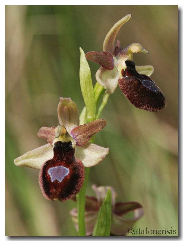 Ophrys bertolonii magniflora x incubacea Op_inc10