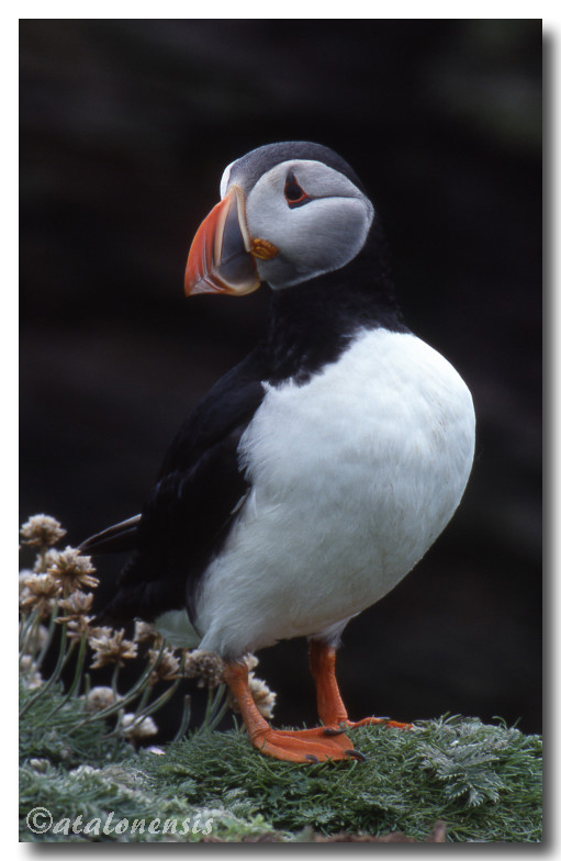 Retour sur les îles Shetland (juillet 2001) P_sche16