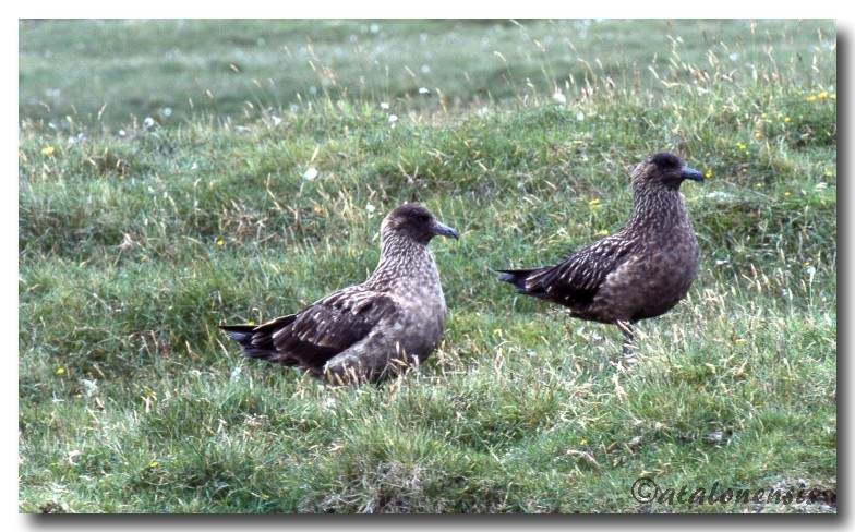 Retour sur les îles Shetland (juillet 2001) P_sche17