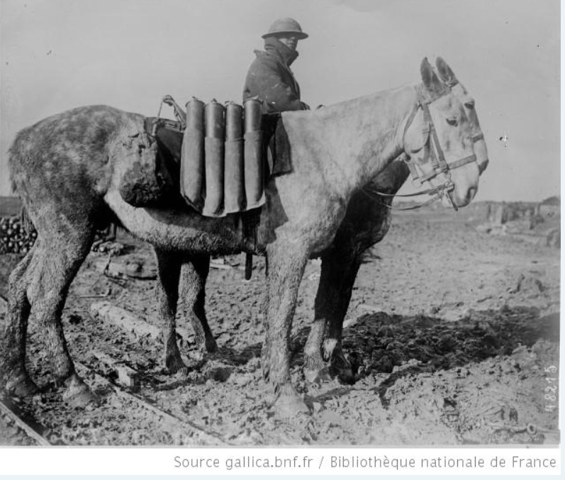 Les animaux dans la grande guerre. A5010