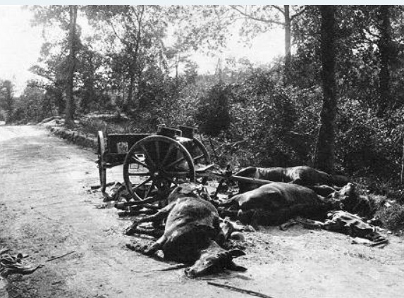 Les animaux dans la grande guerre. A612