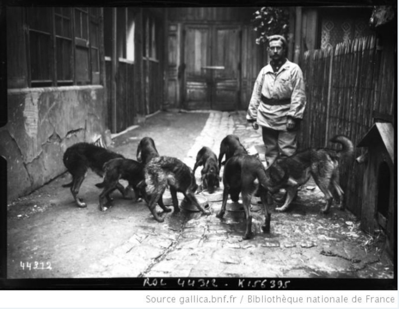 Les animaux dans la grande guerre. A6910