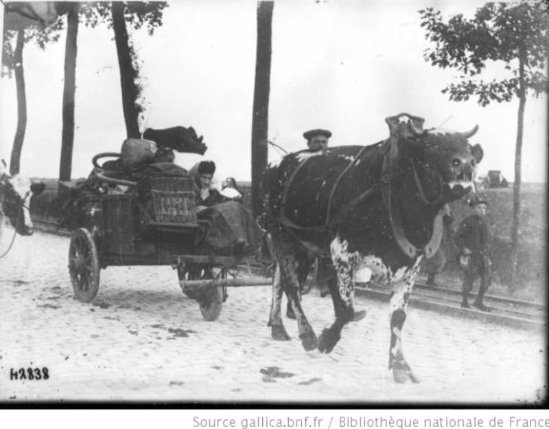 Les animaux dans la grande guerre. A8410