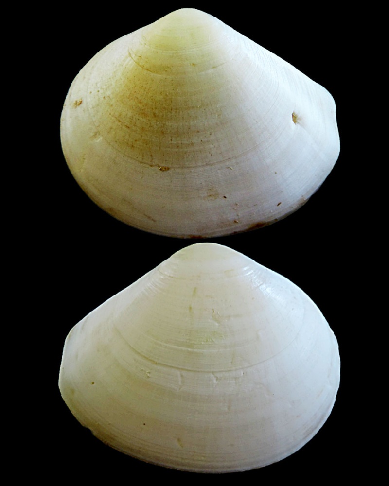 Johnsonella fausta (Pulteney, 1799) Arcopa10