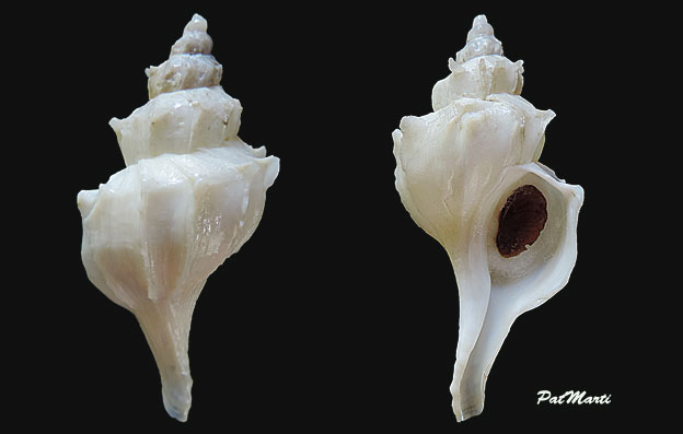 Muricidae Pagodulinae Boreotrophon okhotensis Egorov, 1993 Boreot11