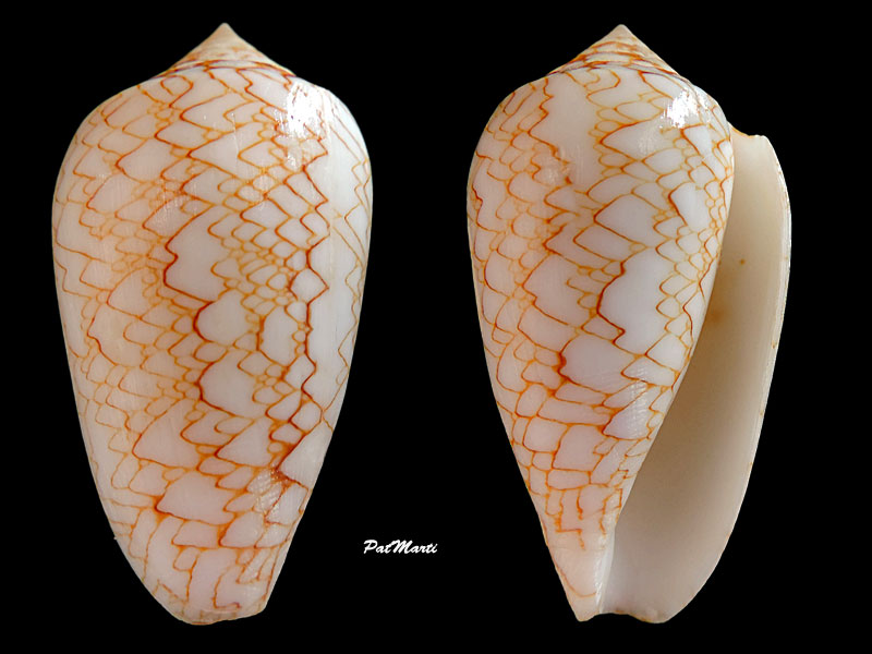 Conus (Cylinder) archiepiscopus serpentina   Bozzetti, 2012 Conus-18