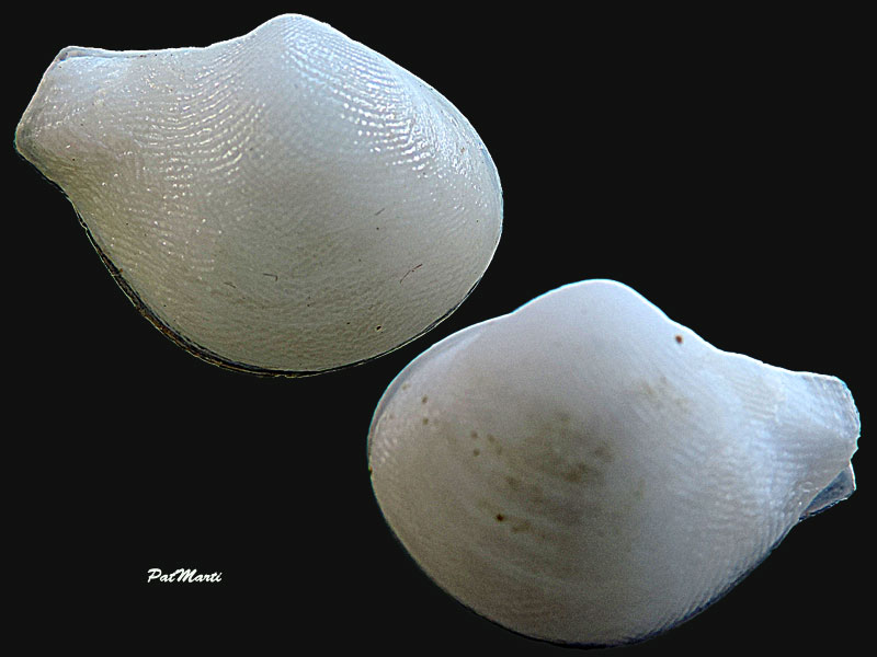 Cuspidariidae : Cuspidaria corrugata Prashad, 1932  Cuspid10