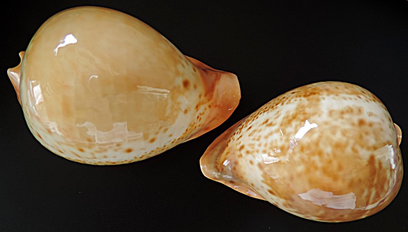 Umbilia armeniaca westralica Raybaudi., 1980 Dscn0412