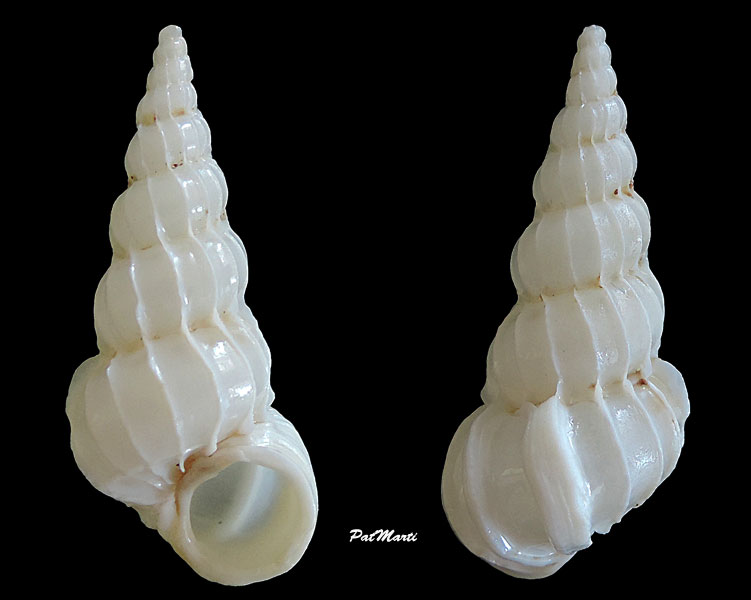 Gyroscala coronata (Lamarck, 1816)  Gyrosc11